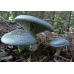 Мицелий Говорушки анисовой / Говорушка душистая (Clitocybe odorа)